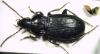 Pterostichus yvanii